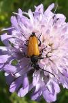 Stictoleptura fulva