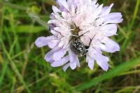 Oxythyrea funesta