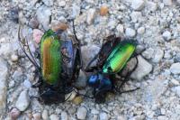 Calosoma sycophanta