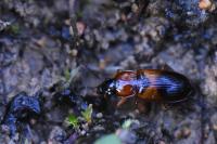 Stenolophus teutonus