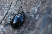Phaedon armoraciae