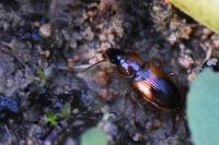 Stenolophus teutonus