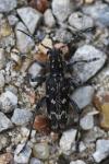 Xylotrechus rusticus