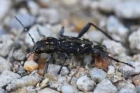 Xylotrechus rusticus