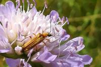 Oedemera podagrariae