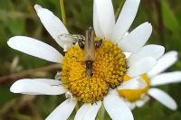 Oedemera podagrariae