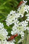 Rhagonycha fulva