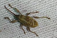 Curculio