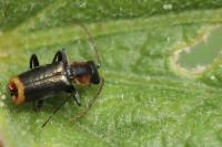 Axinotarsus pulicarius