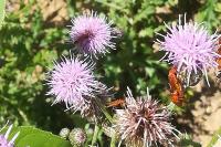 Rhagonycha fulva