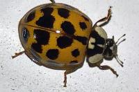 Harmonia axyridis