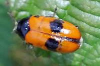 Clytra laeviuscula