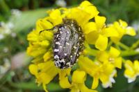 Oxythyrea funesta