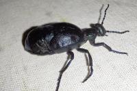 Meloe proscarabaeus