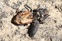 Dorcus parallelipipedus