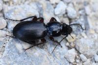 Pterostichus madidus