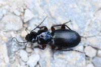 Pterostichus madidus