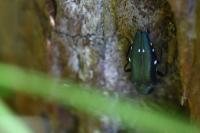 Agrilus biguttatus