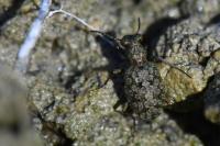 Elaphrus riparius