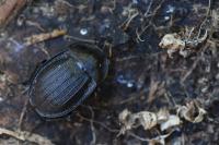 Phosphuga atrata
