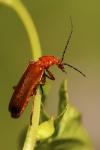 Rhagonycha fulva
