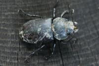 Lucanus cervus cervus