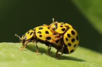 Psyllobora vigintiduopunctata