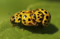Psyllobora vigintiduopunctata