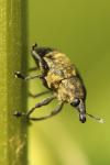Larinus turbinatus