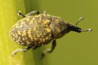 Larinus turbinatus