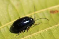 Agelastica alni
