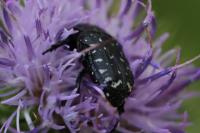 Oxythyrea funesta