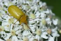 Cteniopus sulphureus