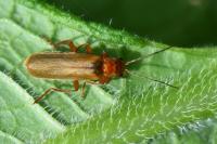 Cantharis