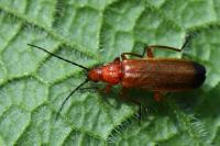 Rhagonycha fulva