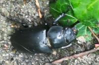 Lucanus cervus