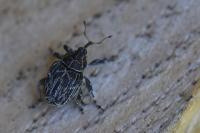 Mogulones geographicus