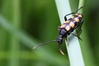 Leptura quadrifasciata