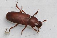 Tribolium castaneum