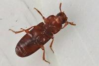Tribolium castaneum