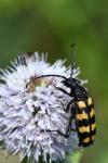 Leptura quadrifasciata