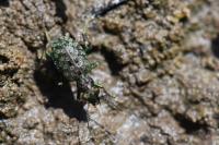 Elaphrus riparius