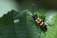 Leptura quadrifasciata