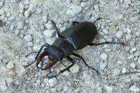 Lucanus cervus cervus