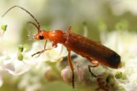 Rhagonycha fulva