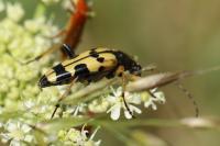 Rutpela maculata