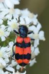 Trichodes apiarius