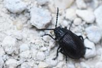 Galeruca tanaceti