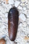 Prionus coriarius