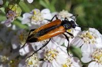 Stenurella melanura